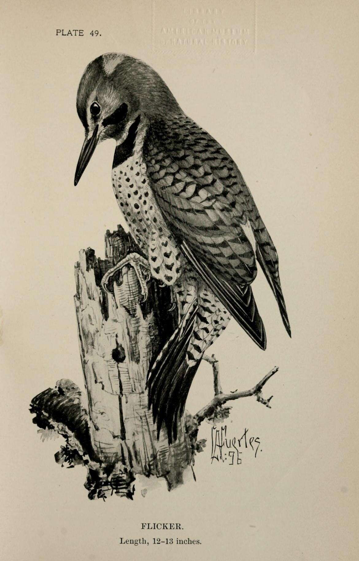 Image of Northern Flicker