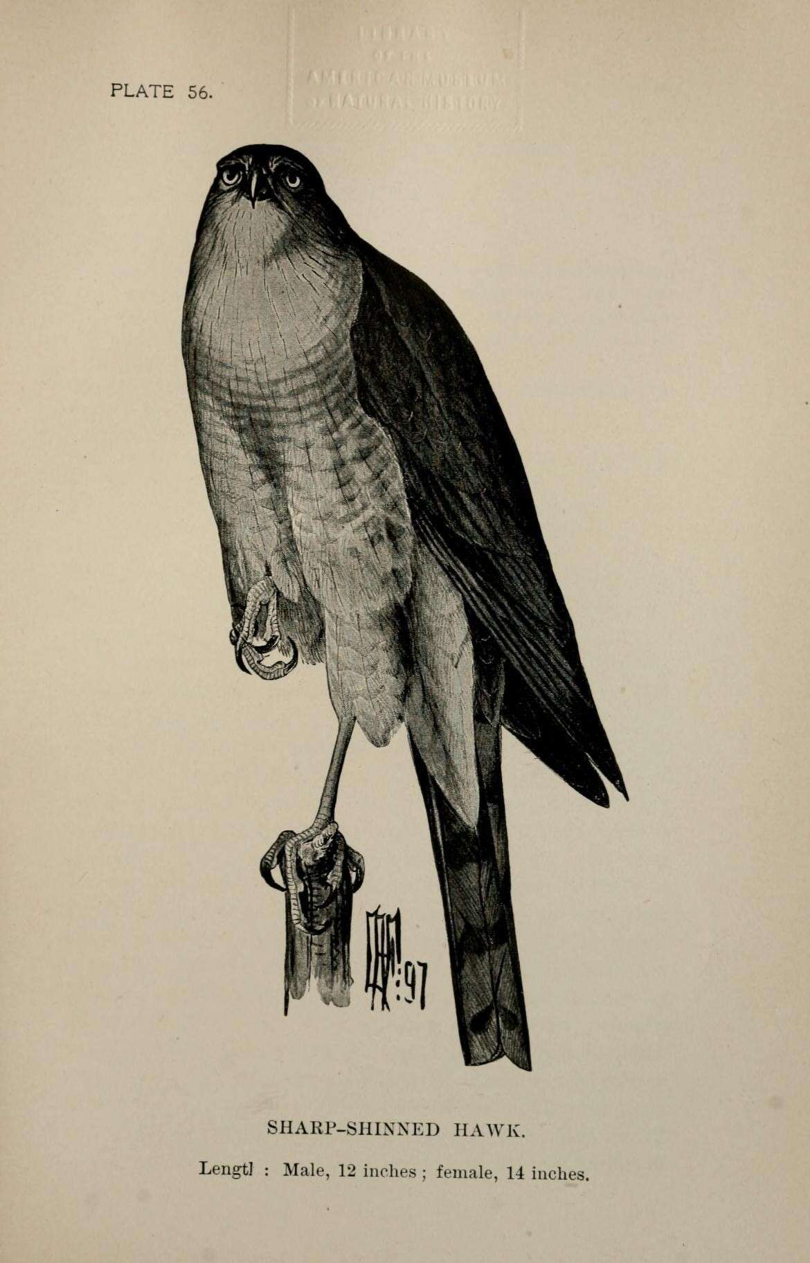 Image of Sharp-shinned Hawk