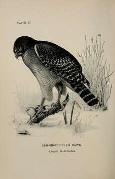 Image of Red-shouldered Hawk