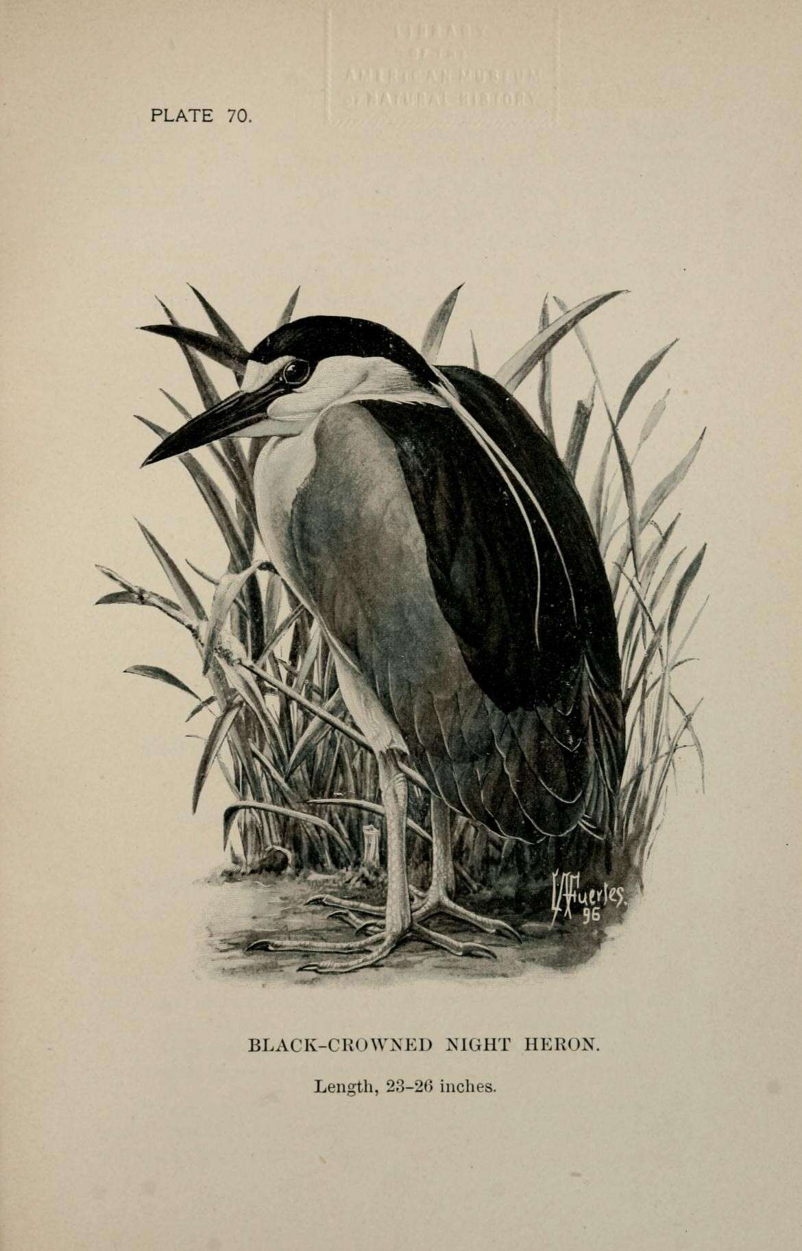 Image of Night Herons