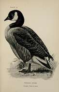 Image of Hawaiian goose