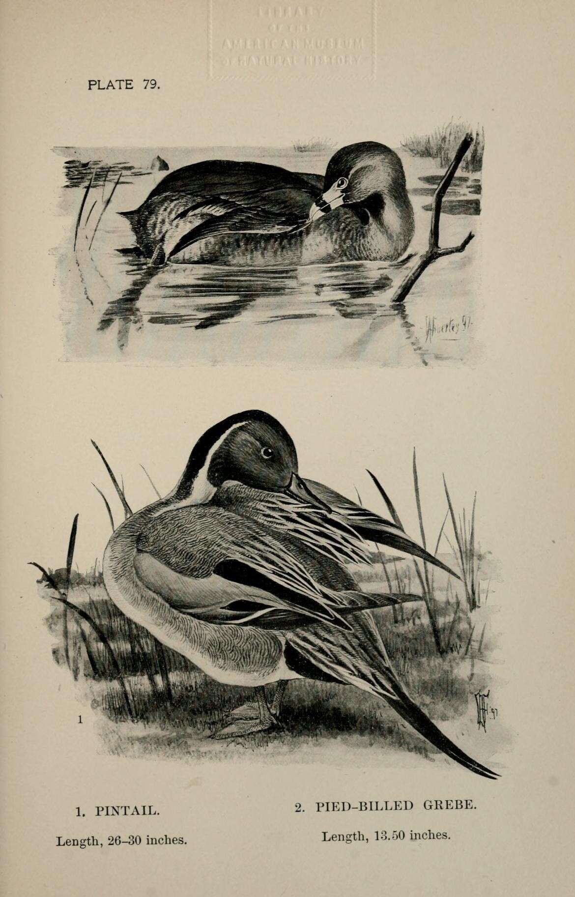 Image of pintail, northern pintail