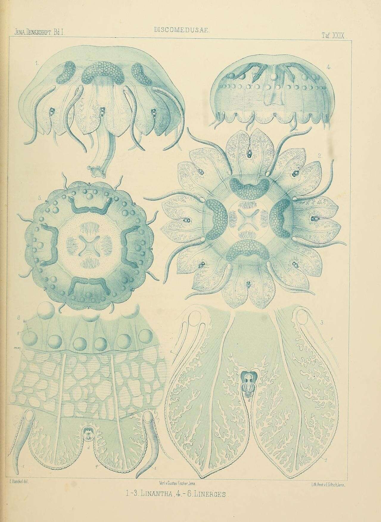 Image de Linantha lunulata Haeckel 1880