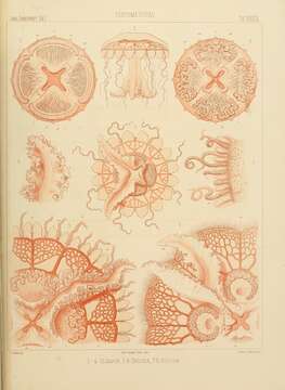 Image of Ulmaris prototypus Haeckel 1880