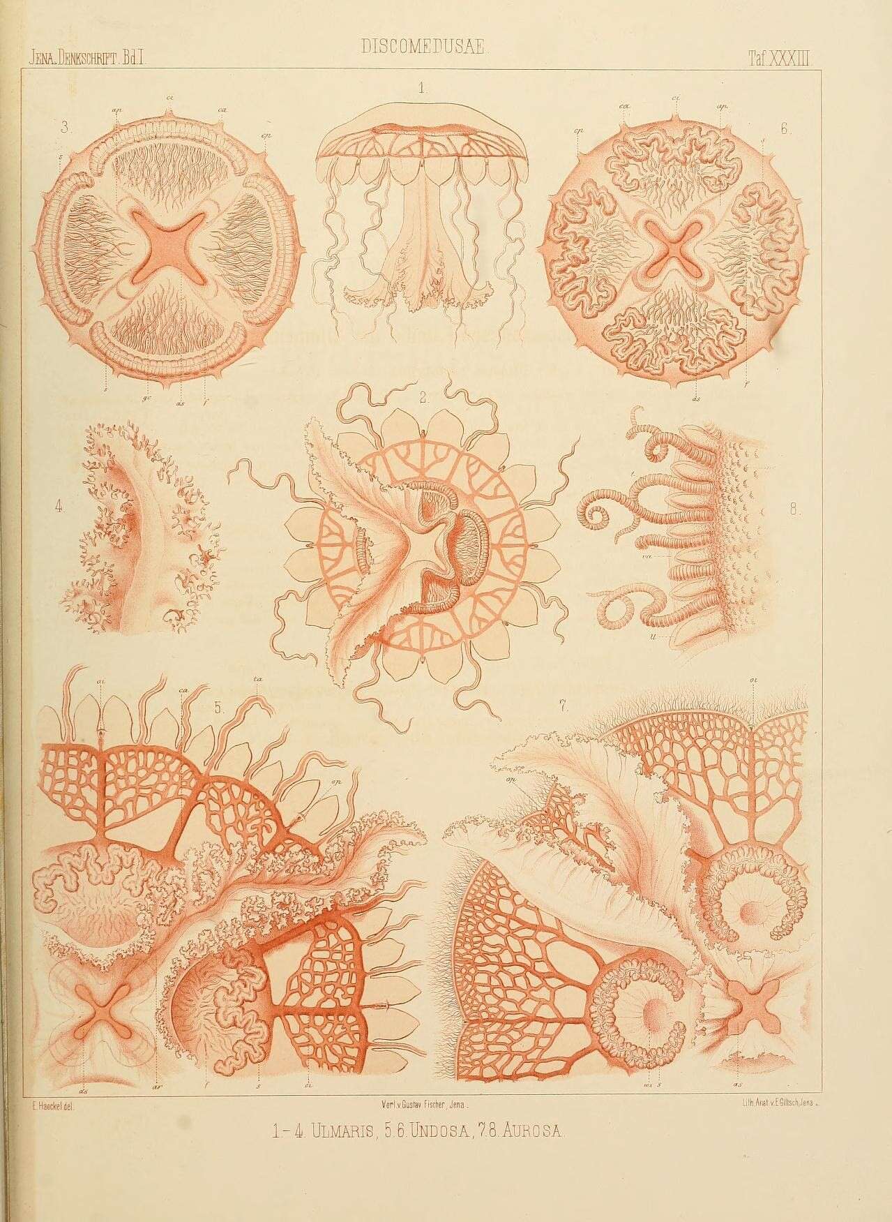 Imagem de Ulmaris prototypus Haeckel 1880