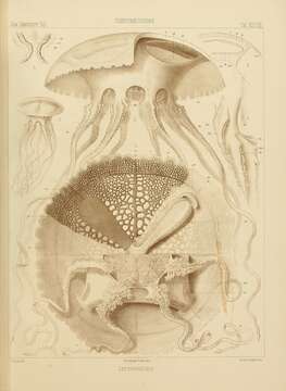 Слика од Thysanostoma loriferum (Ehrenberg 1837)