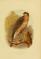 Image of Eurasian Sparrowhawk