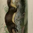صورة Potamogale velox (Du Chaillu 1860)