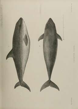 Image of Dwarf Sperm Whale