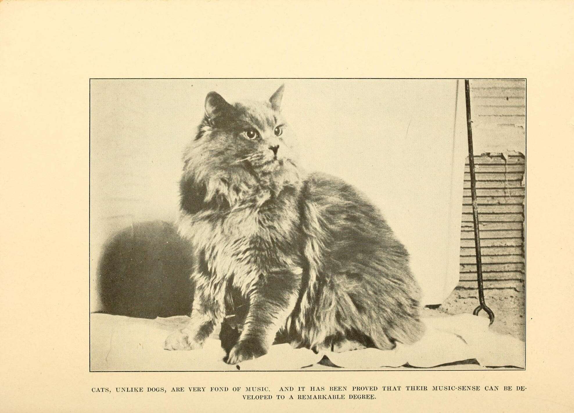 Image of Domestic Cat
