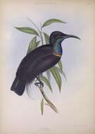 Image of Paradise Riflebird