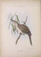 Image of Plain Friarbird
