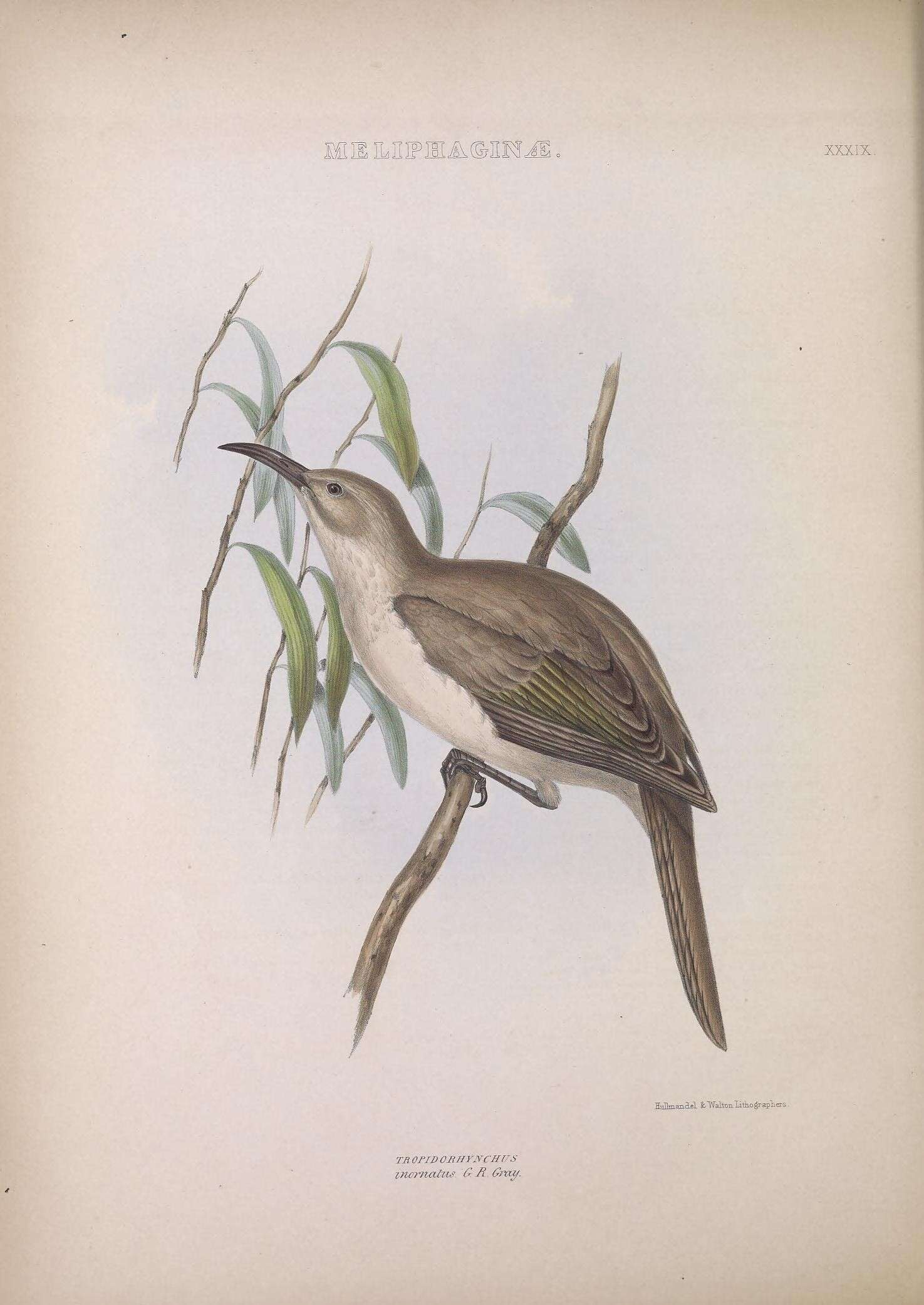 Image of Plain Friarbird