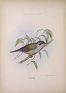 Image of Black-chinned Honeyeater