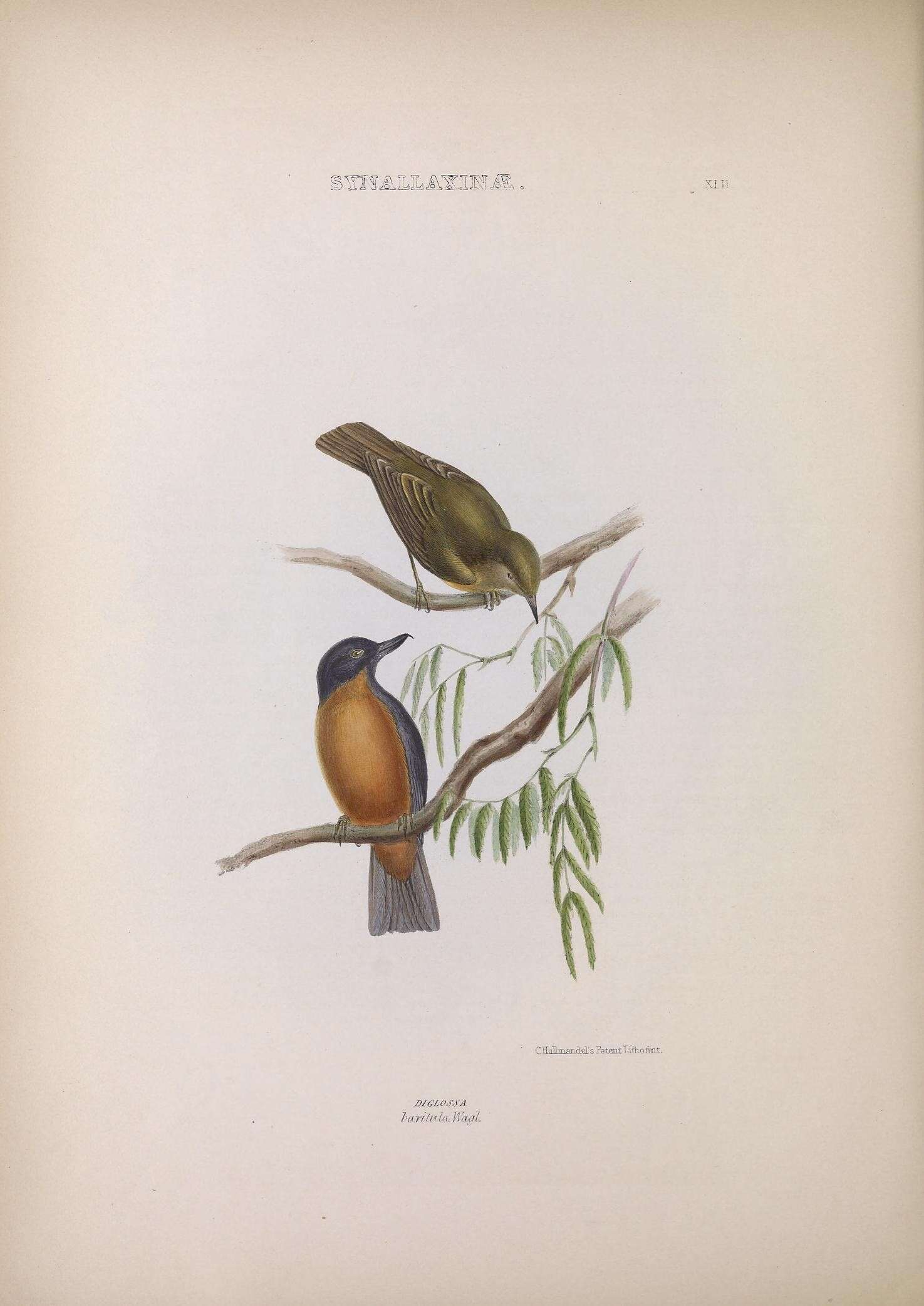 صورة Diglossa baritula Wagler 1832