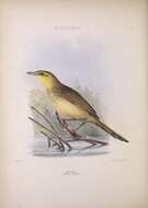 Image of Megalurus Horsfield 1821