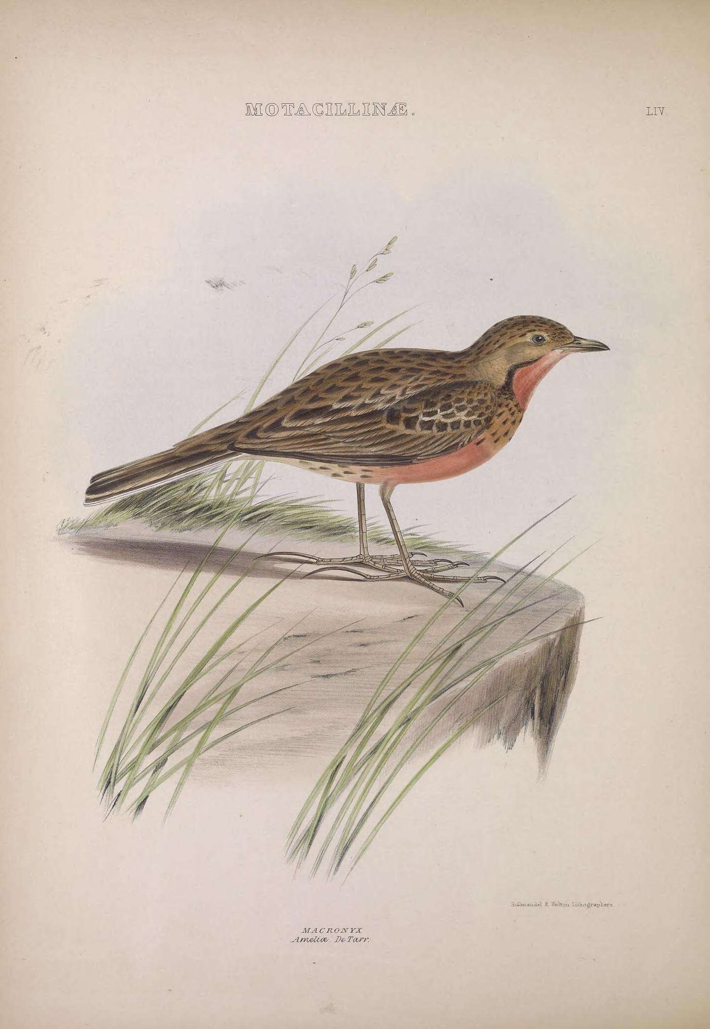 Image of Rosy-breasted Longclaw