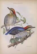 Image of Blue Pitta