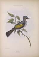 Image of Ashy Bulbul