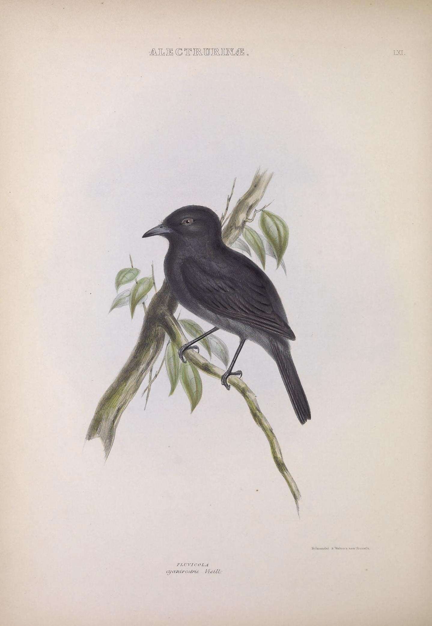 Imagem de Knipolegus cyanirostris (Vieillot 1818)