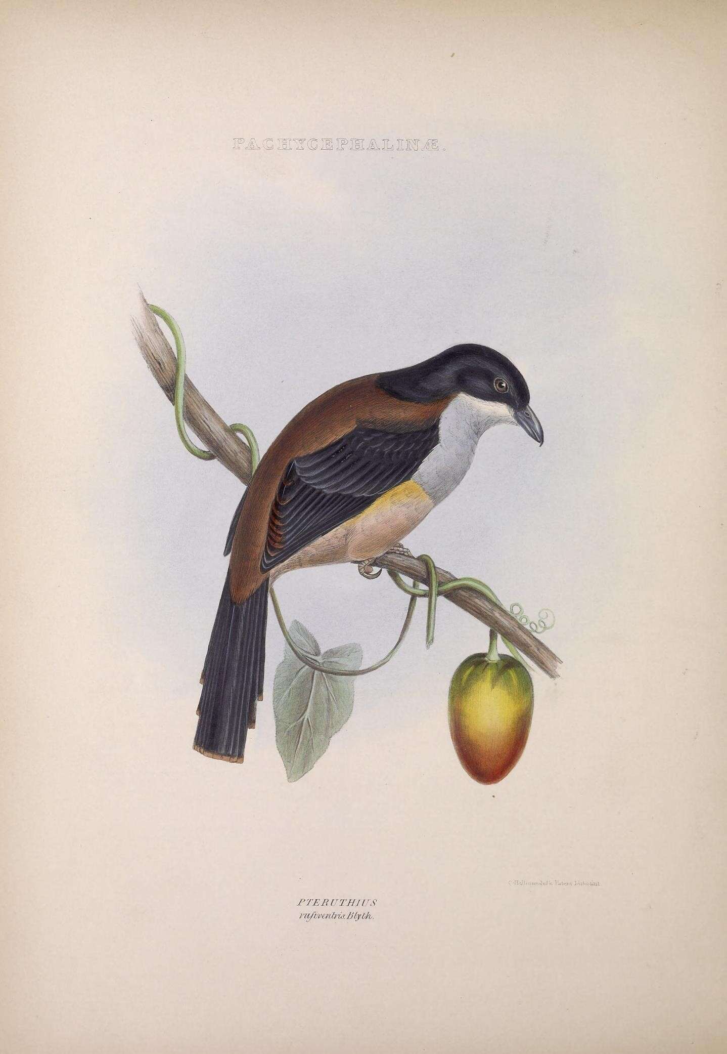 Image of Black-headed Shrike-Babbler
