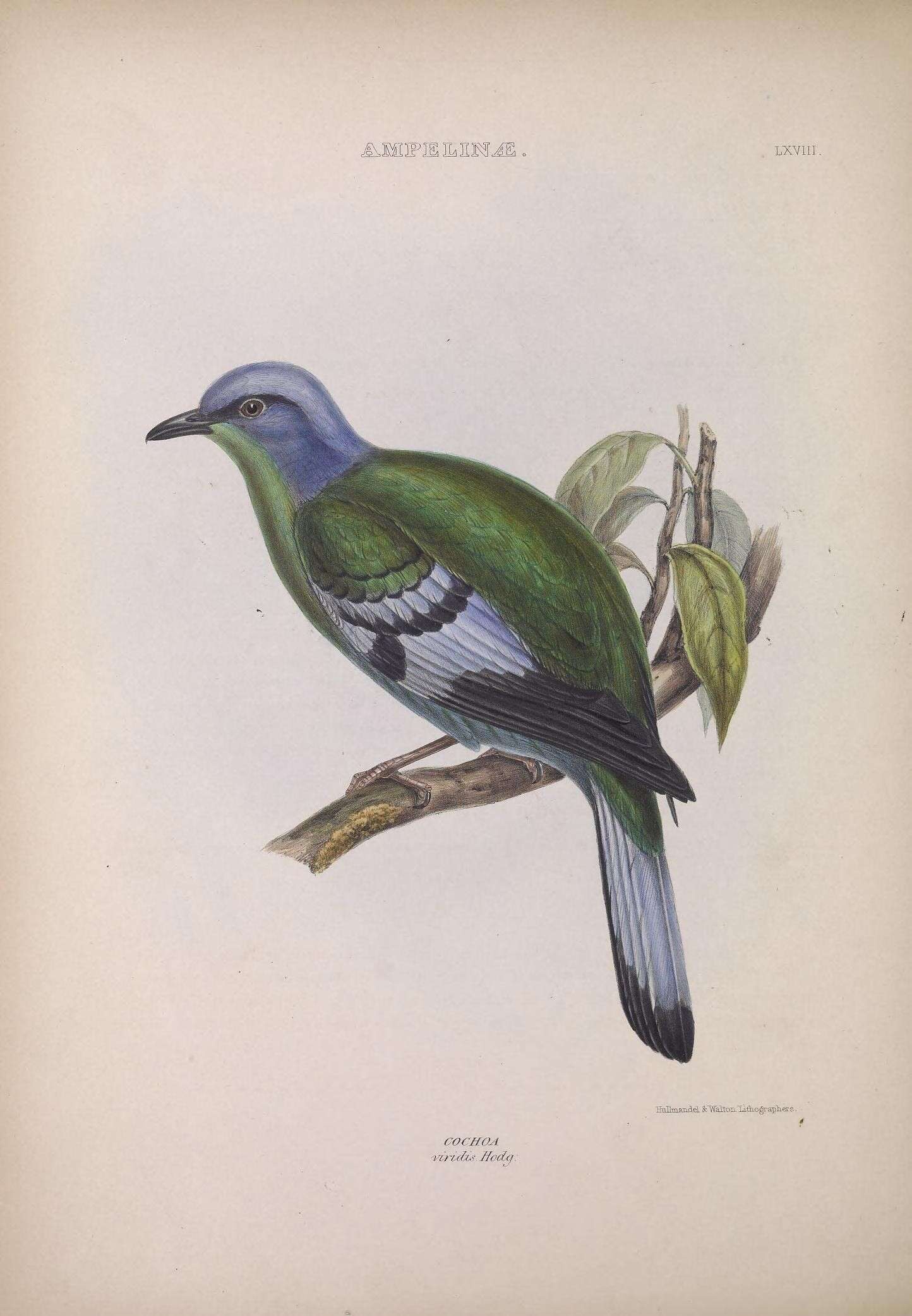 Image of Cochoa Hodgson 1836