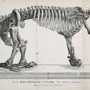 Image of Megatherium americanum Cuvier 1796