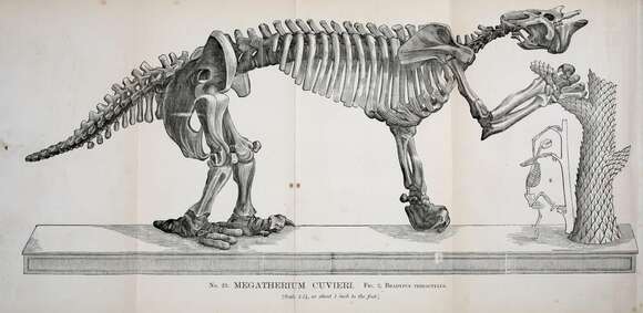 Image of Megatherium americanum Cuvier 1796