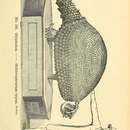 صورة Glyptodon clavipes Owen 1839