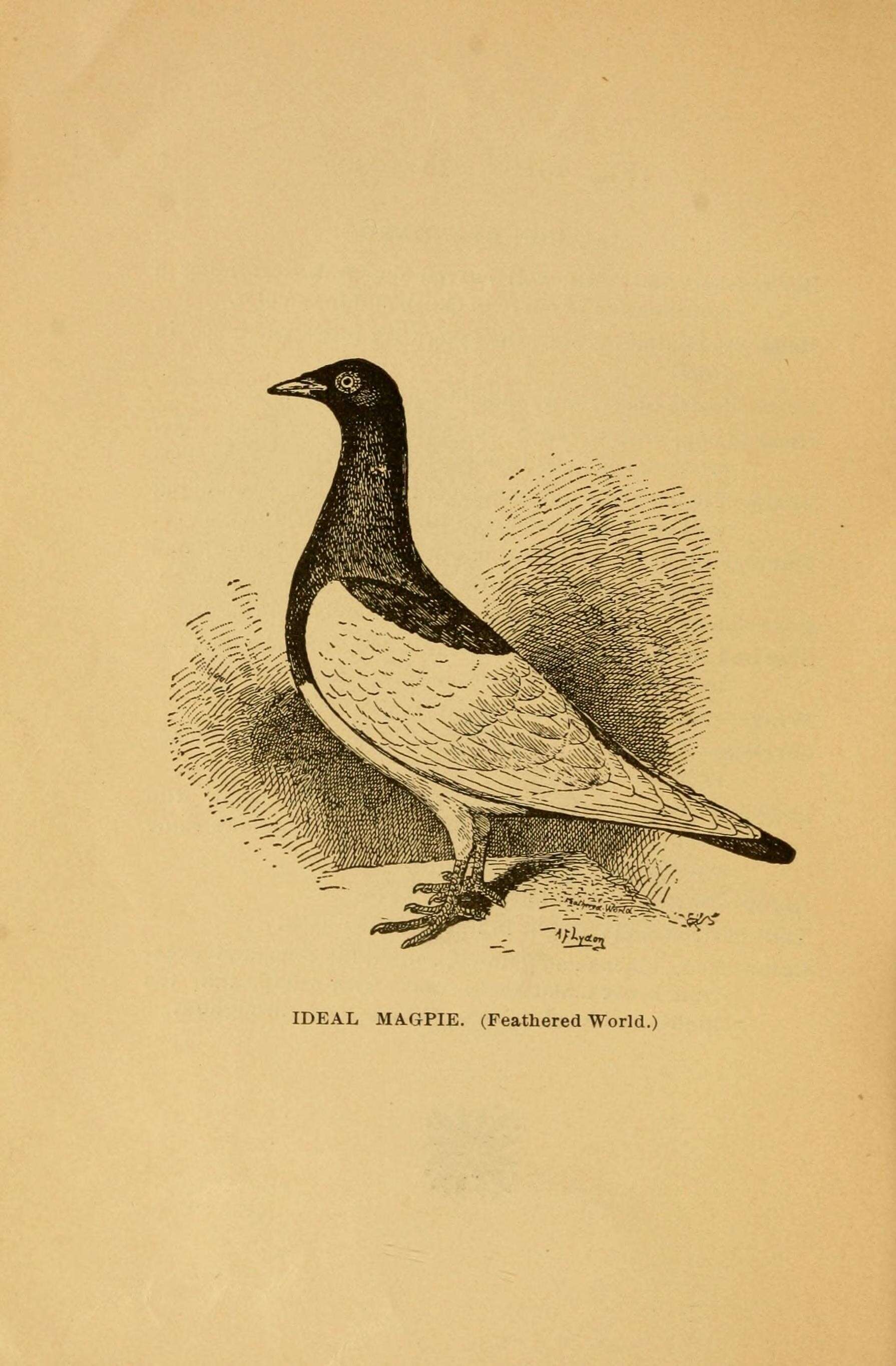 Image of Common Pigeon