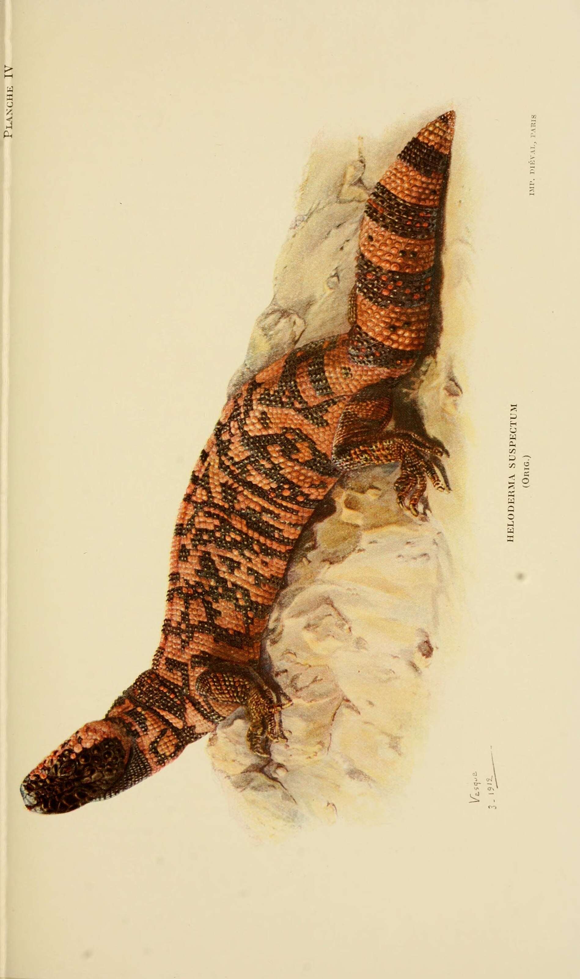 Image de Heloderma Wiegmann 1829