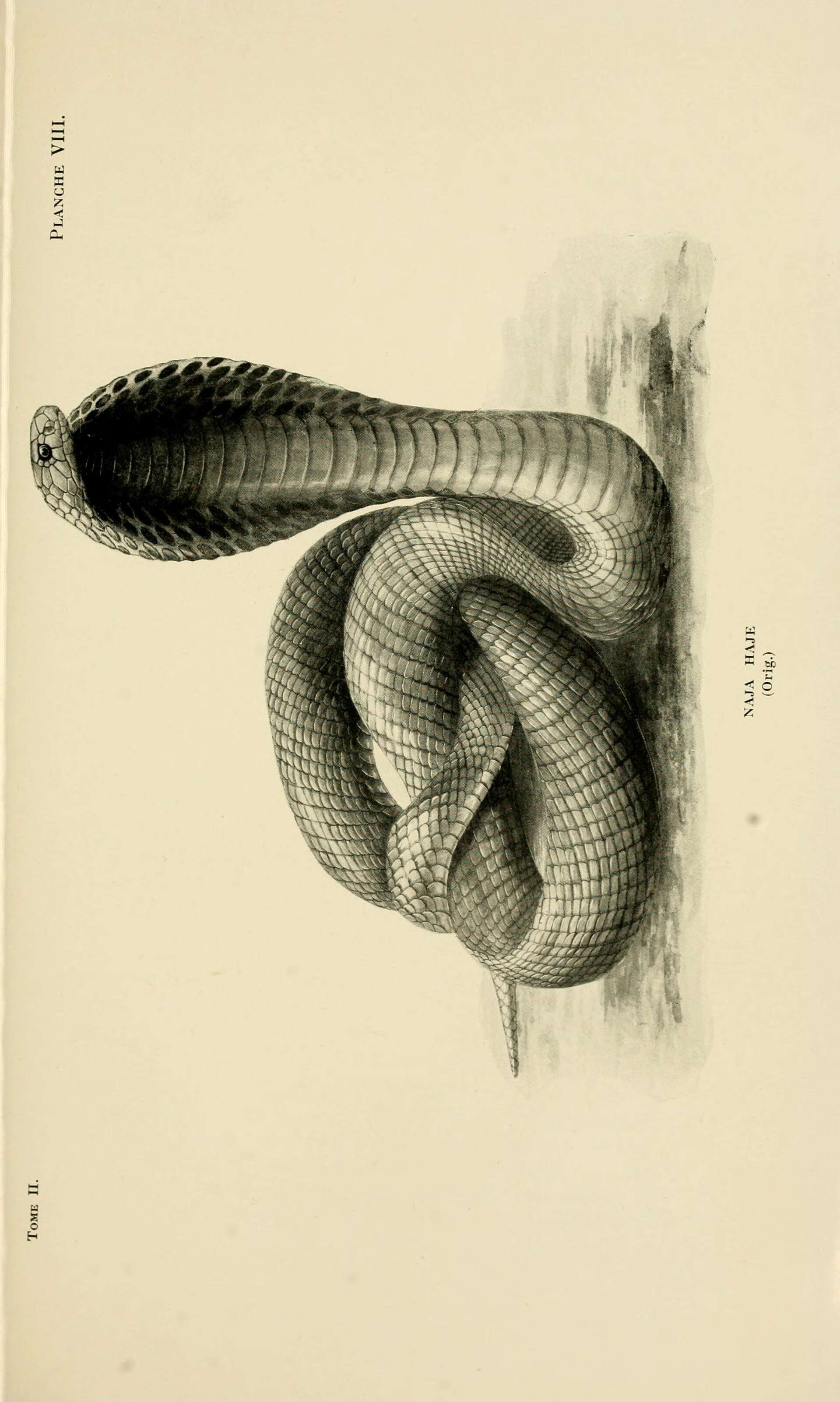 Image of Egyptian Cobra