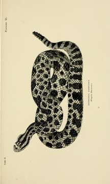 Image of Black massasauga