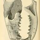 Plancia ëd Hyaenodon horridus (Leidy 1853)