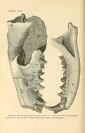 Plancia ëd Hyaenodon horridus (Leidy 1853)