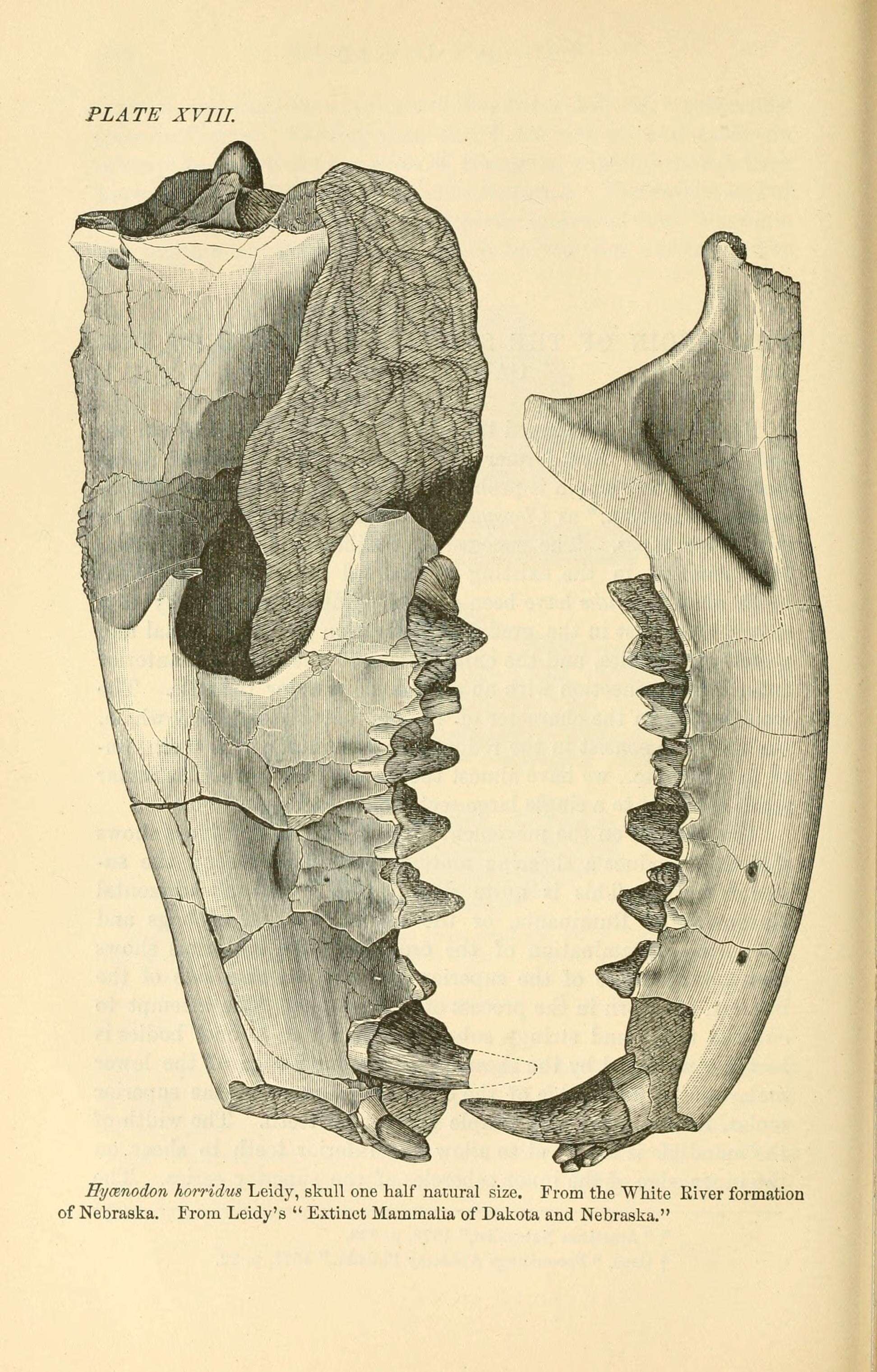 Plancia ëd Hyaenodon horridus (Leidy 1853)