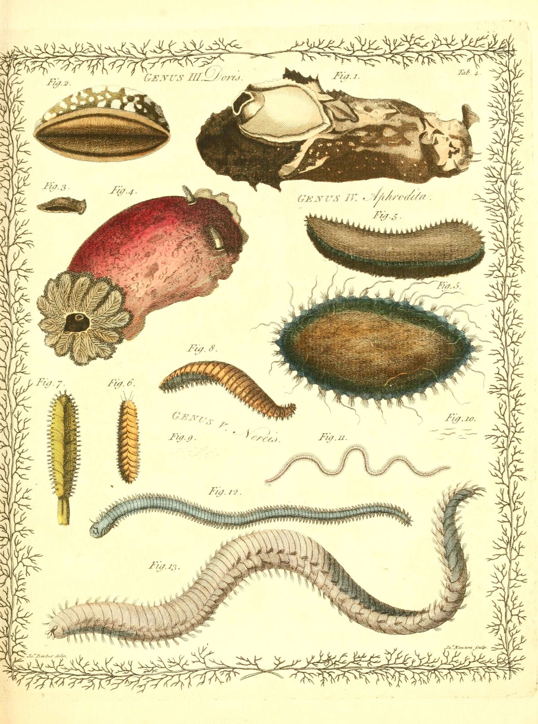 Imagem de Doris verrucosa Linnaeus 1758