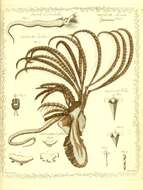 Sivun Terebella lapidaria Linnaeus 1767 kuva