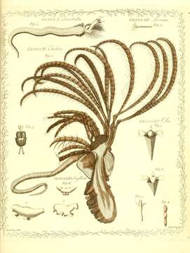 Image of Terebella lapidaria Linnaeus 1767