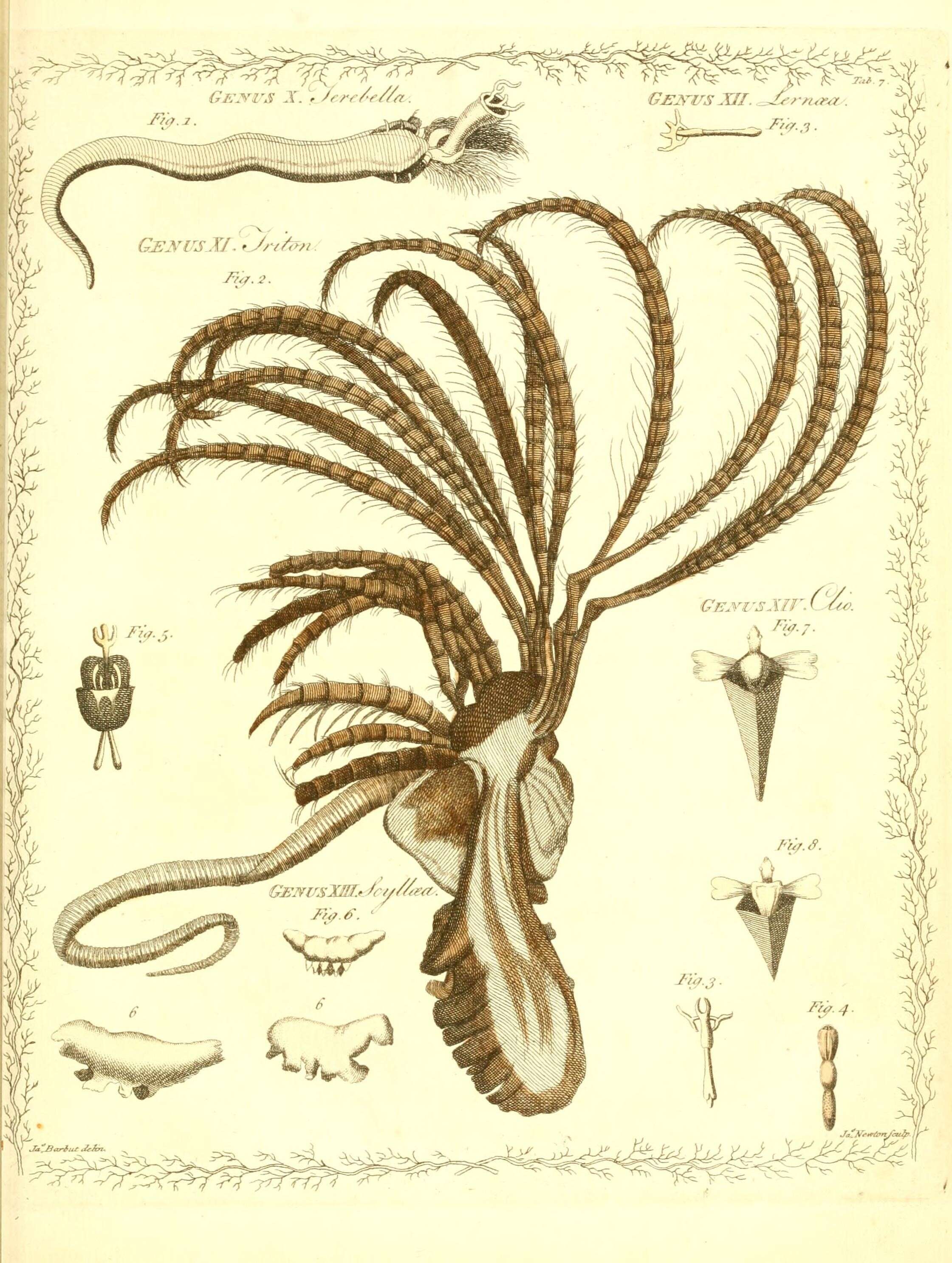 Plancia ëd Terebella lapidaria Linnaeus 1767