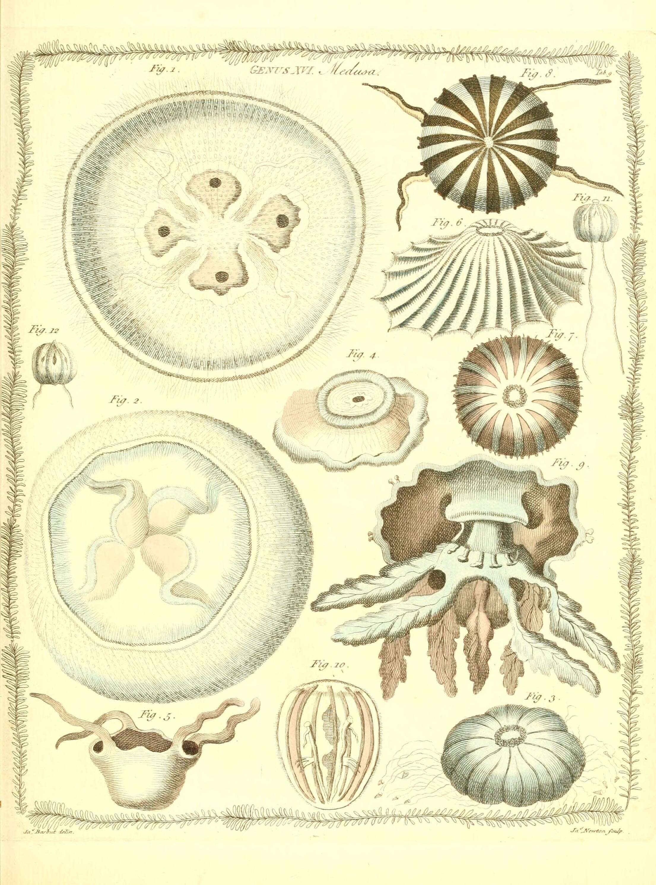 Imagem de Laodicea undulata (Forbes & Goodsir 1853)