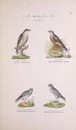 Image of honey buzzard, european honey buzzard