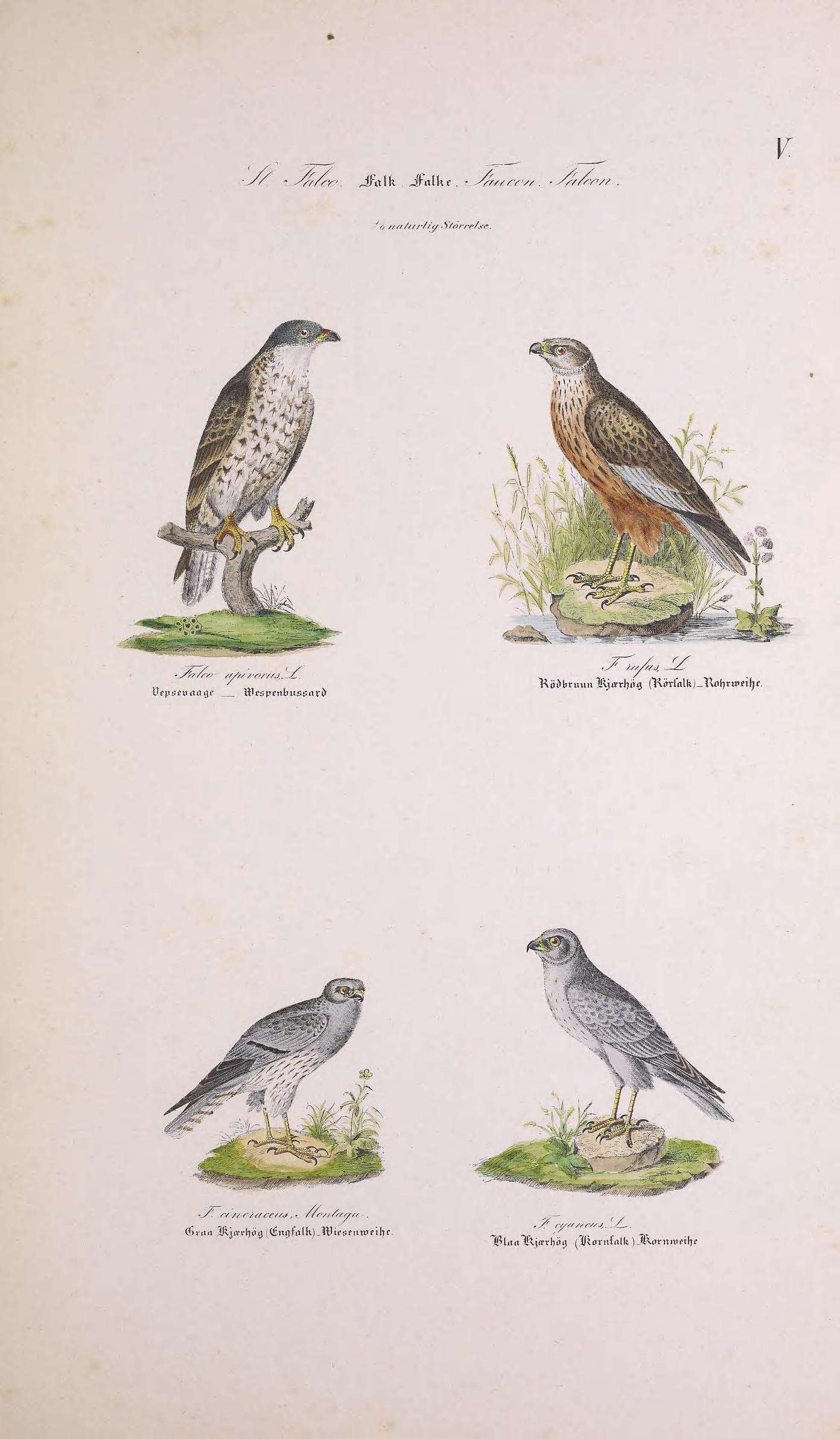 Image of honey buzzard, european honey buzzard