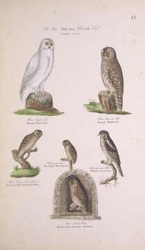 Imagem de Bubo scandiacus (Linnaeus 1758)