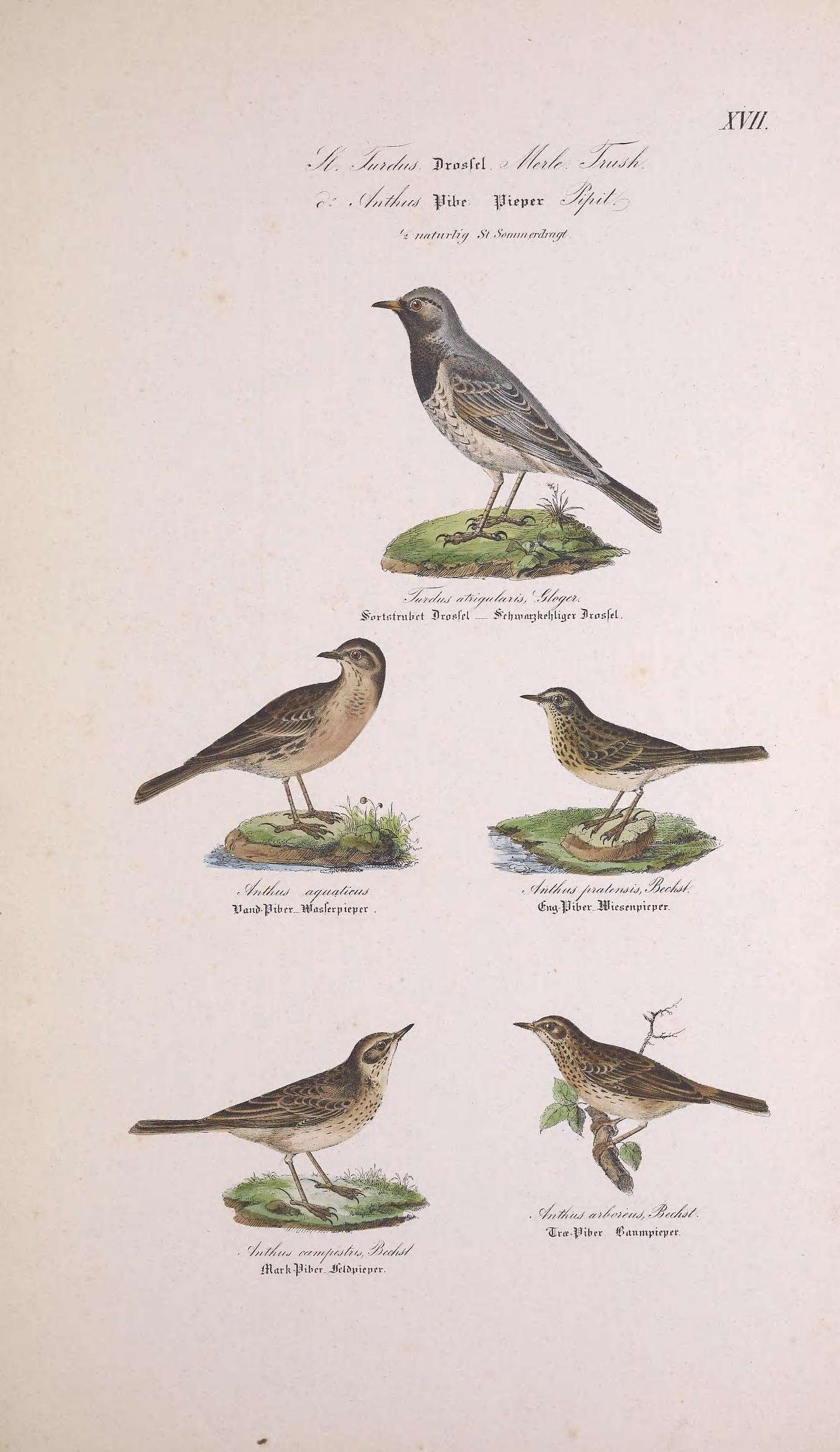 Image of Black-throated Thrush