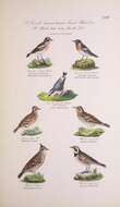 Image of Whinchat