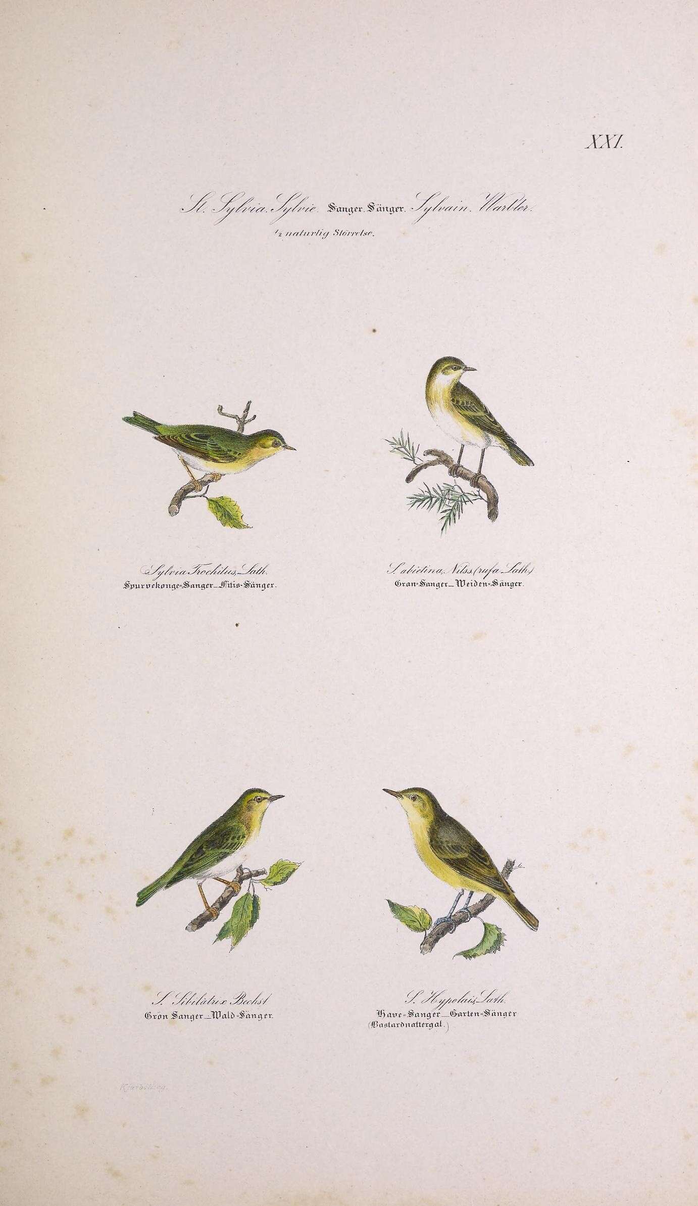 Image of Willow Warbler