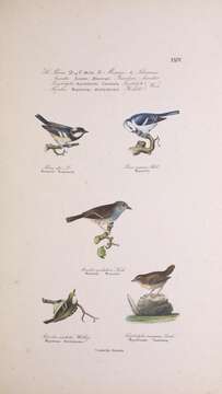 صورة Periparus Sélys-Longchamps 1884