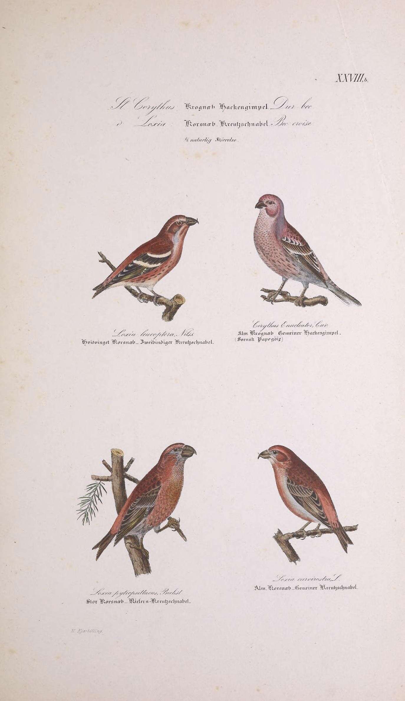 Image of Two-barred Crossbill