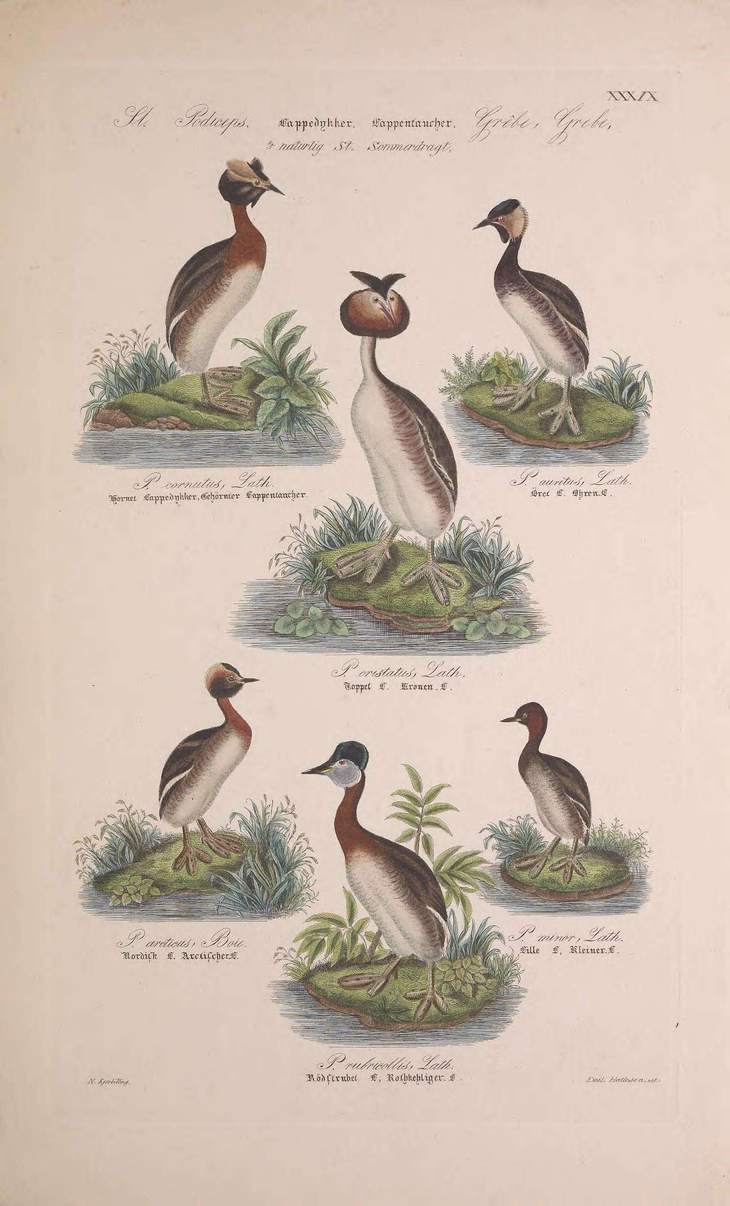 Image of Podiceps Latham 1787